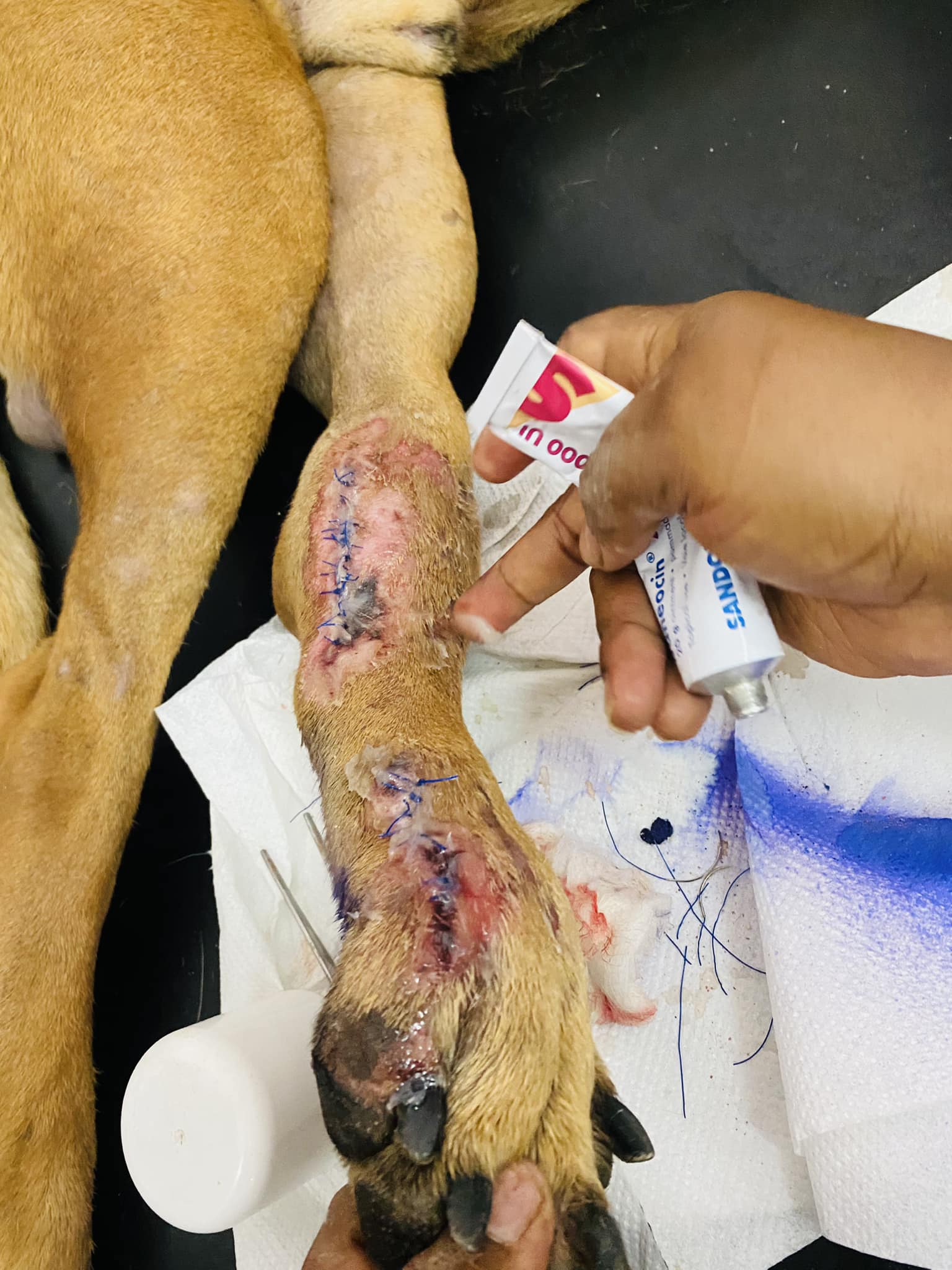 Chirurgie vétérinaire